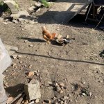 phoca_thumb_m_krteci a domzvata 12 Fotogalerie